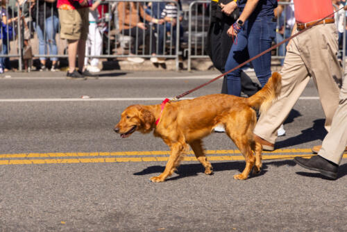 SPringtimeMusicFestParade-1647